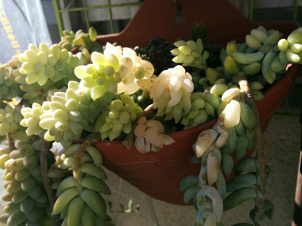 玉つづり 　鉢植え　株　日光