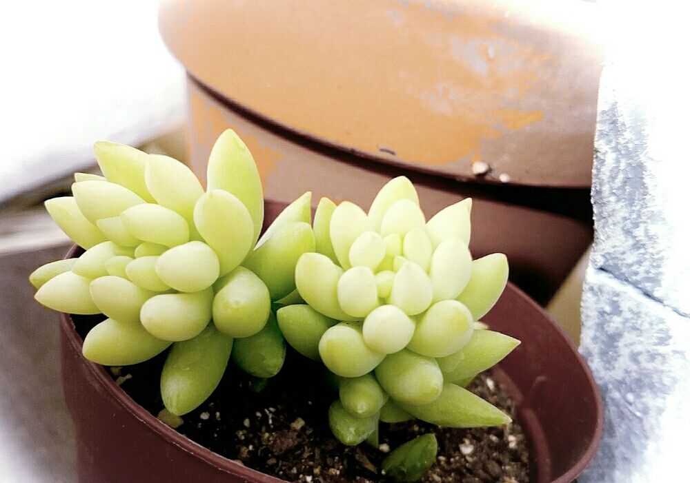 玉つづり 　鉢植え　株