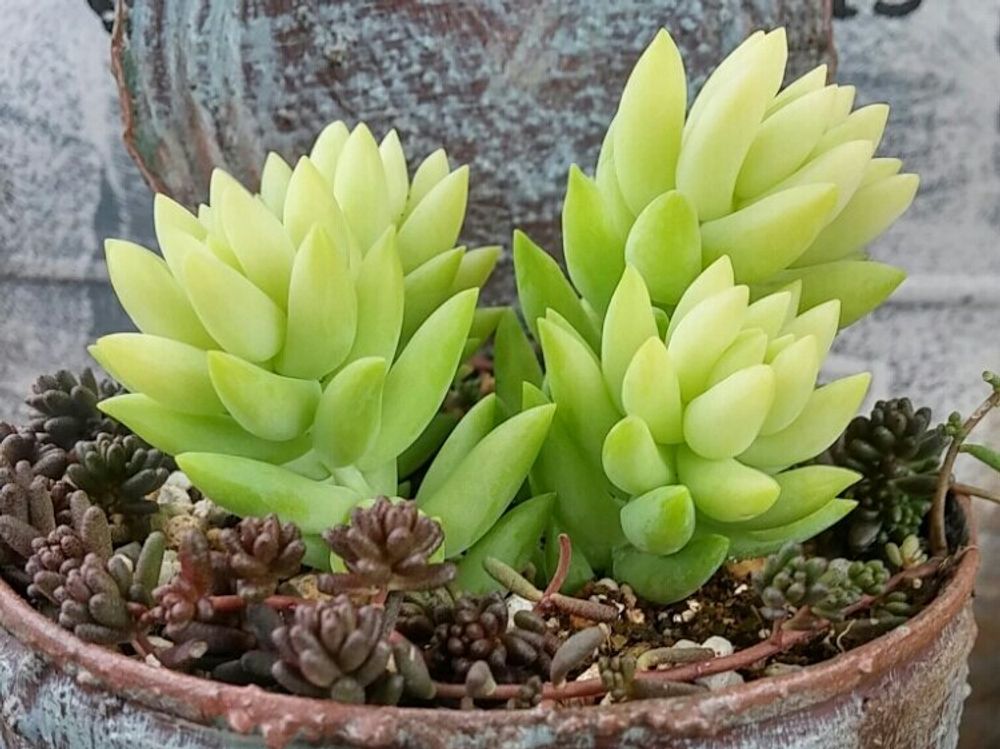 玉つづり 寄植え　株