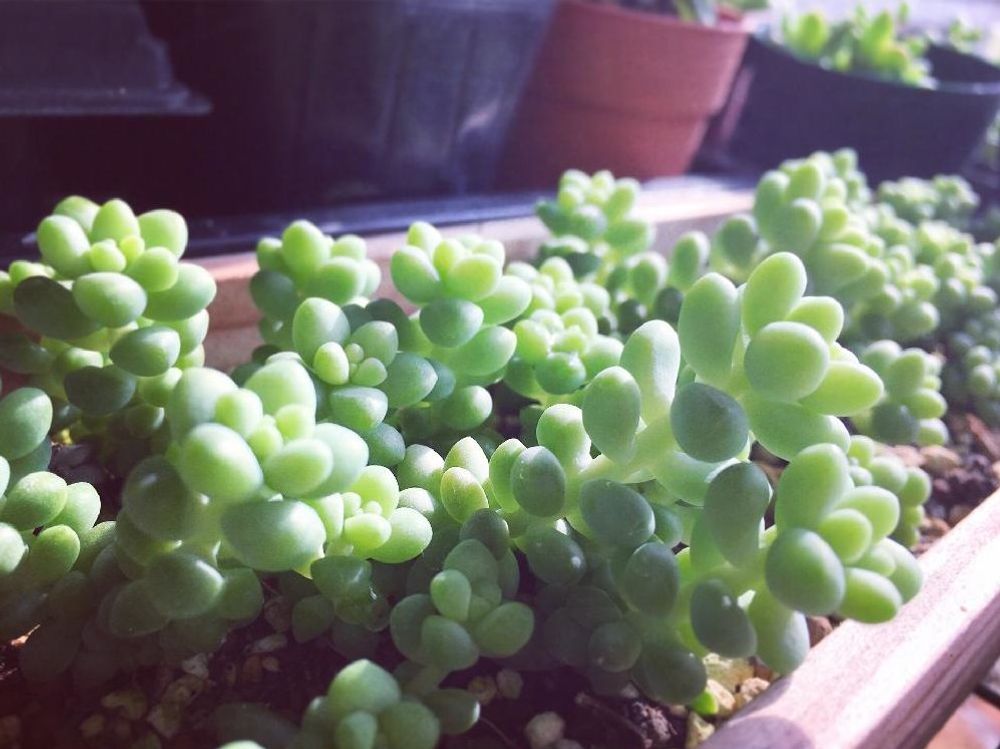 ビアホップ(新玉つづり)　プランター　日差し