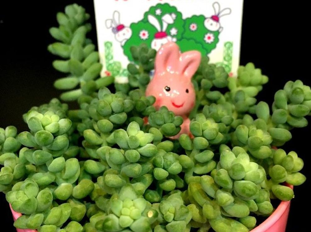 ビアホップ(新玉つづり)　株