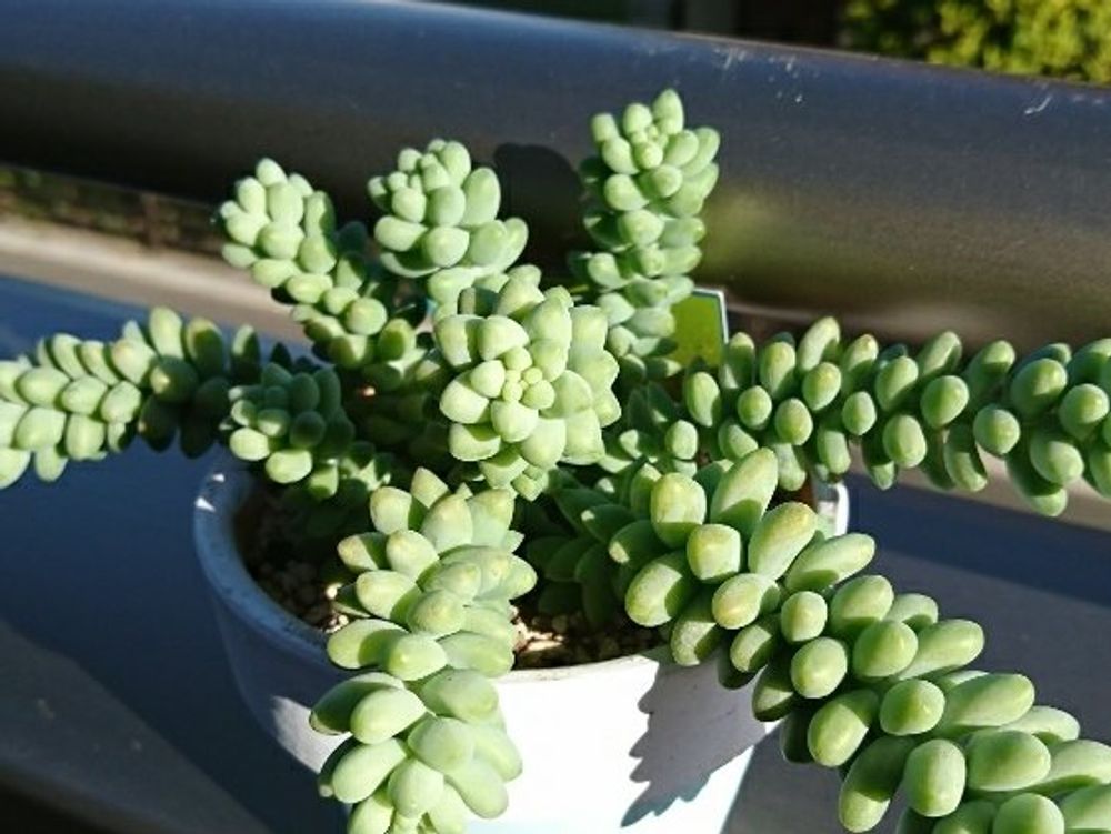 ビアホップ(新玉つづり)　屋外　日差し