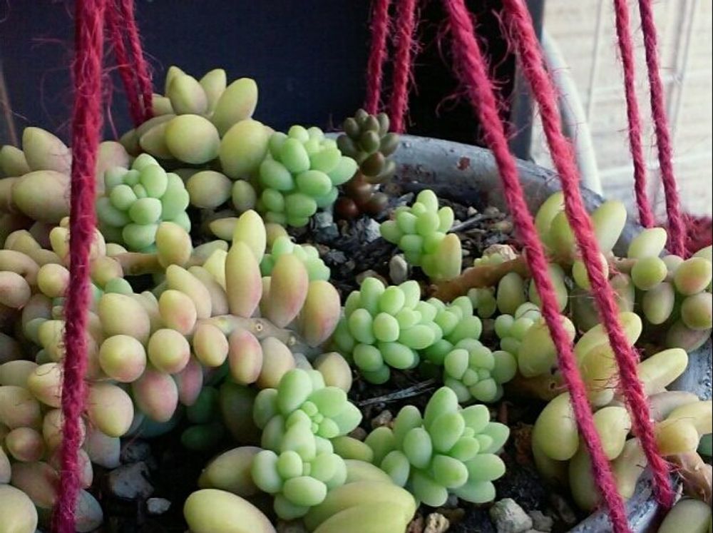 ビアホップ(新玉つづり)　