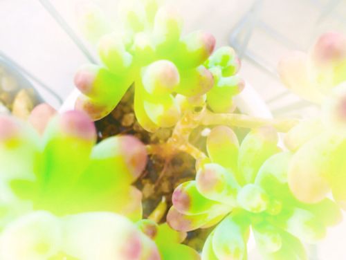 乙女心の育て方 水やりや植え替えの時期は 増やし方は Greensnap グリーンスナップ