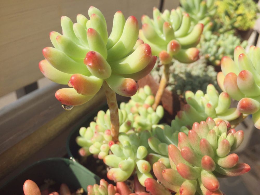 セダム　乙女心