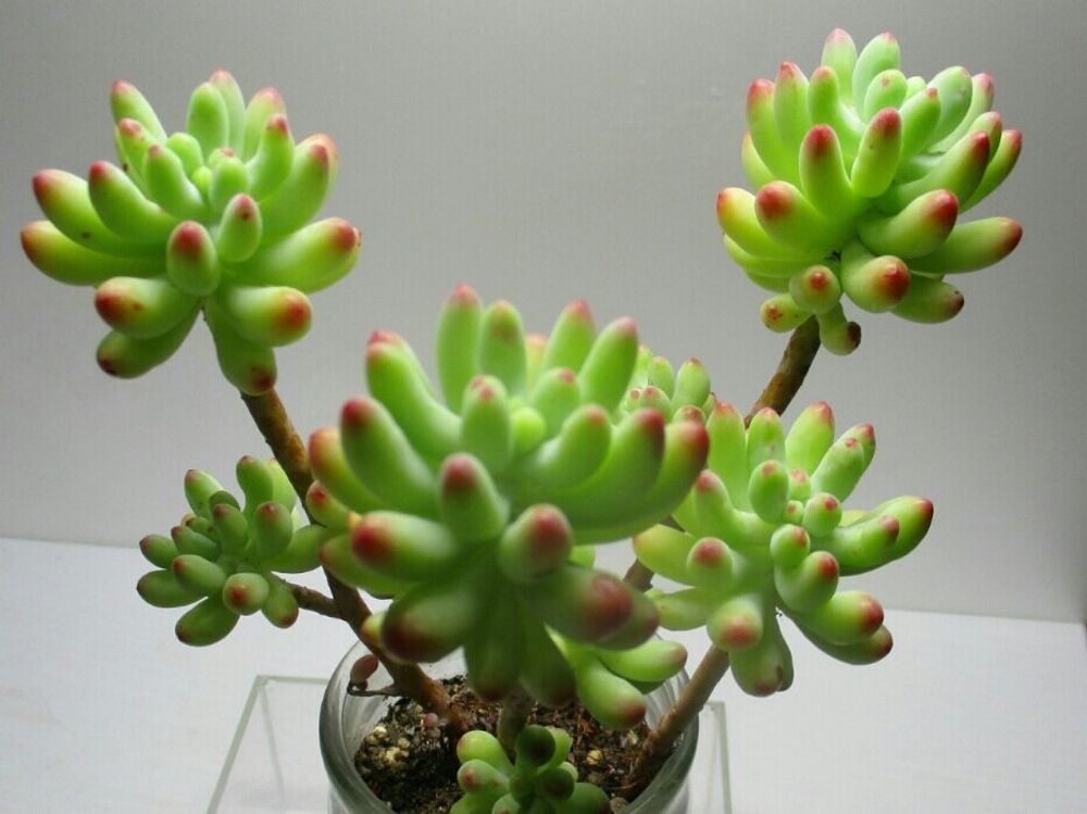 乙女心　鉢植え