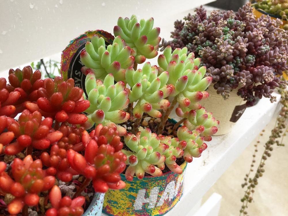 乙女心　鉢植え