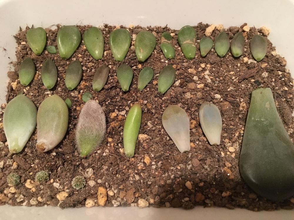 乙女心　葉挿し