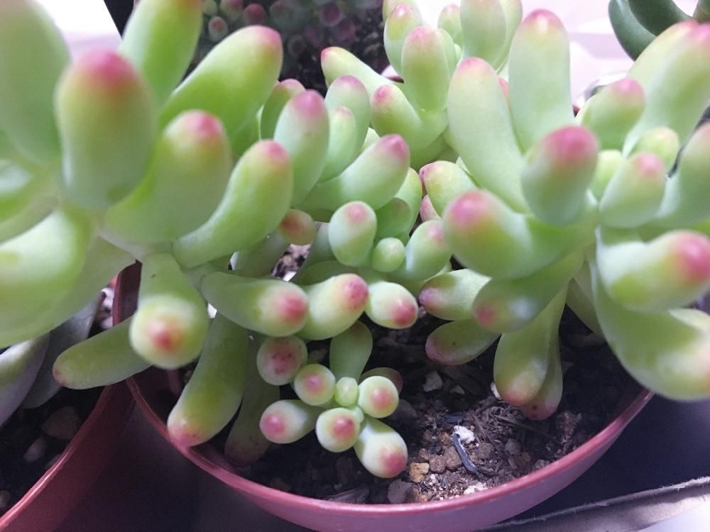 乙女心　鉢植え