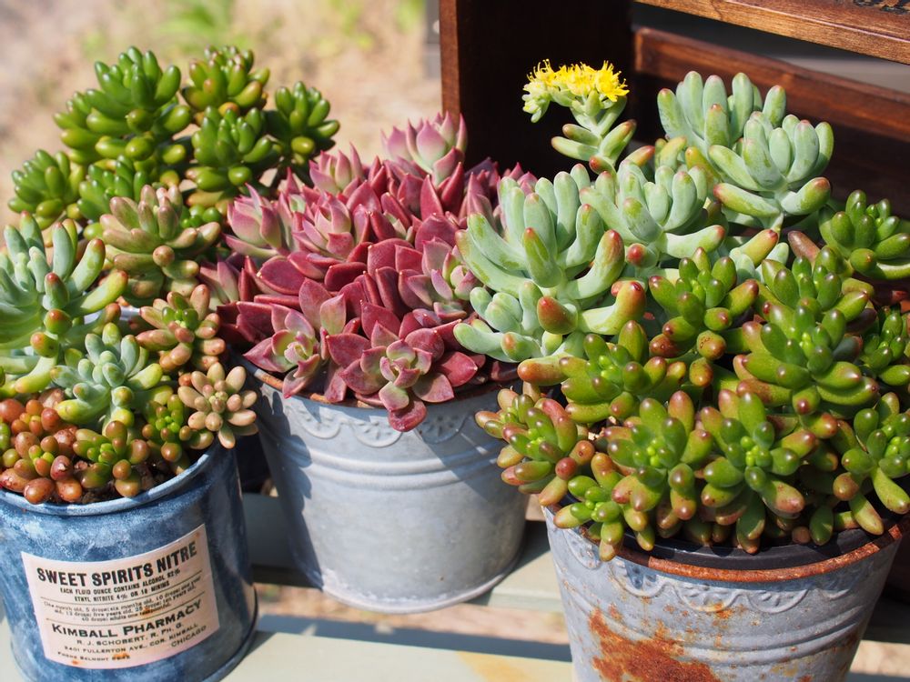 オーロラ　鉢植え　日向