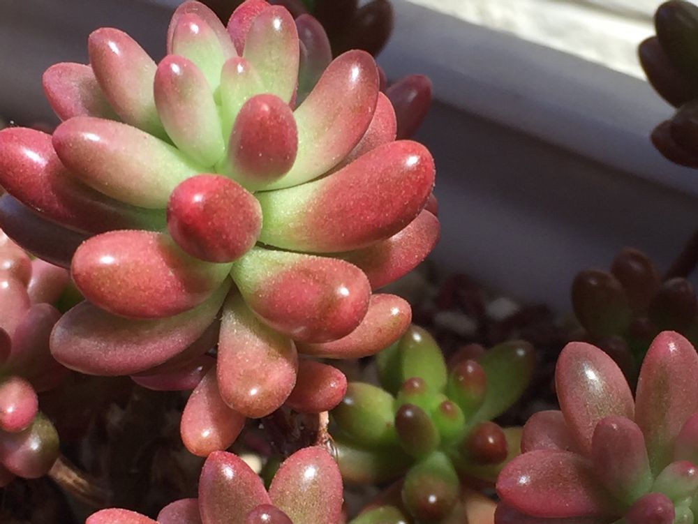 オーロラ　プランター