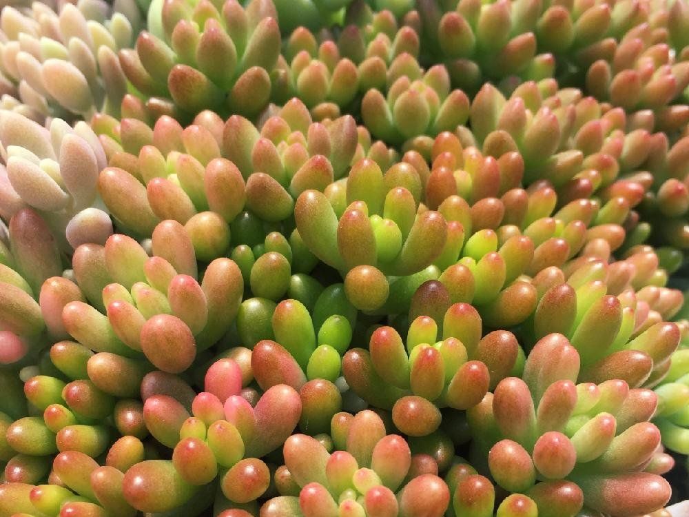 オーロラ　たくさん