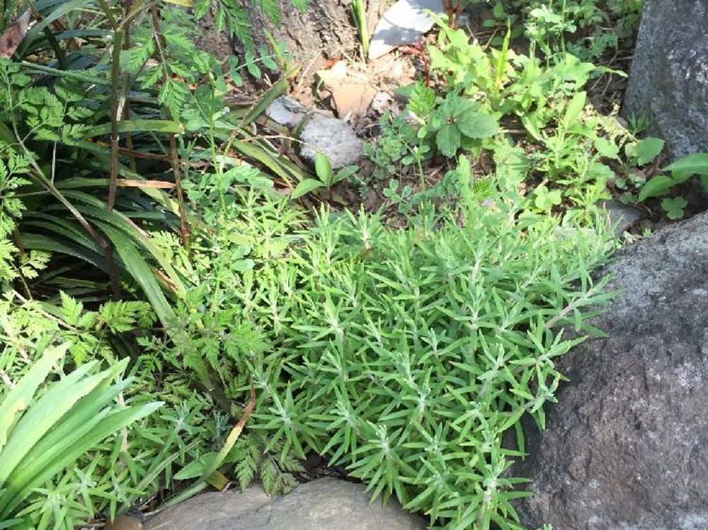 オーロラ　野生