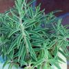 オノマンネングサの育て方｜植え替え時期や水やりの頻度は？の画像