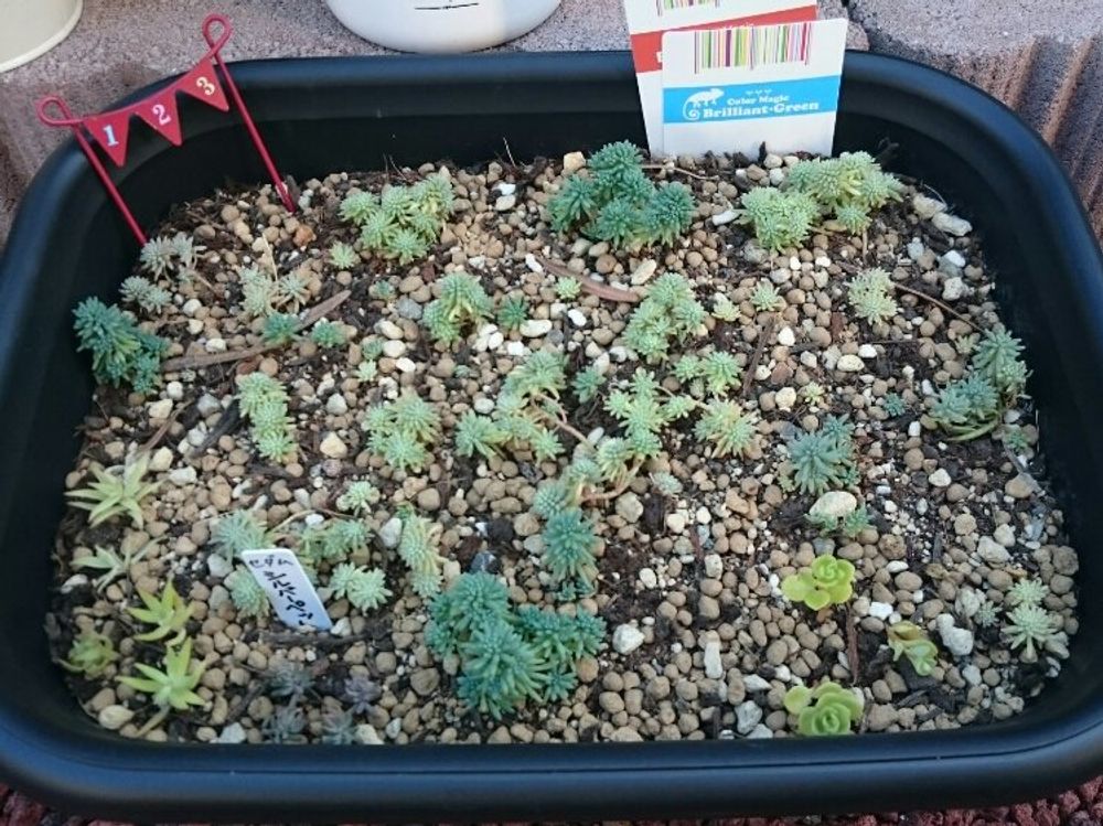 オーロラ　プランター