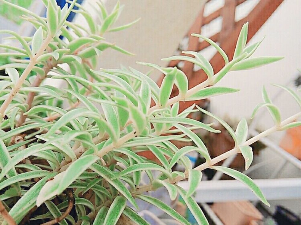 オーロラ　鉢植え