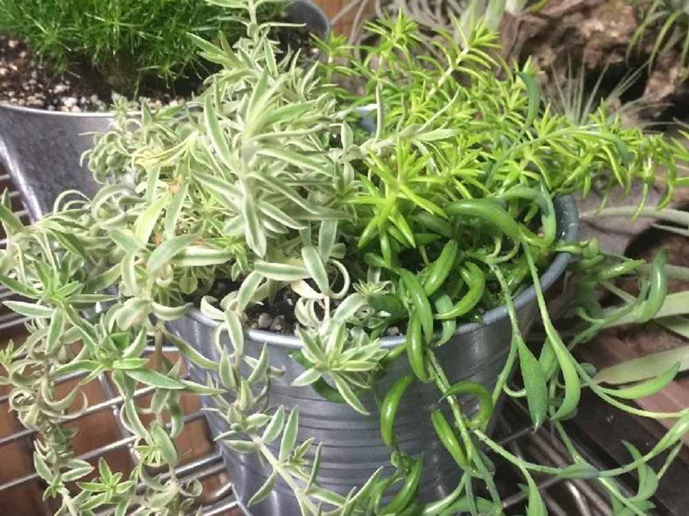 オーロラ　鉢植え