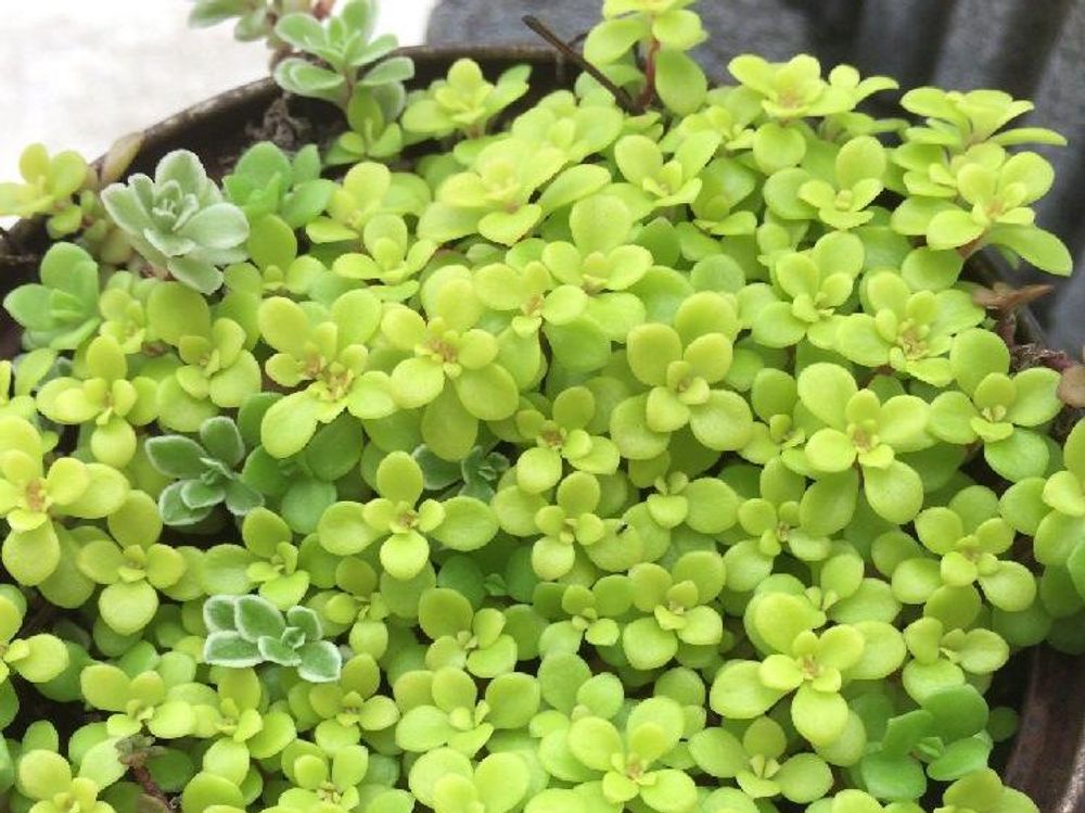 マルバマンネングサ(丸葉万年草)　鉢植え