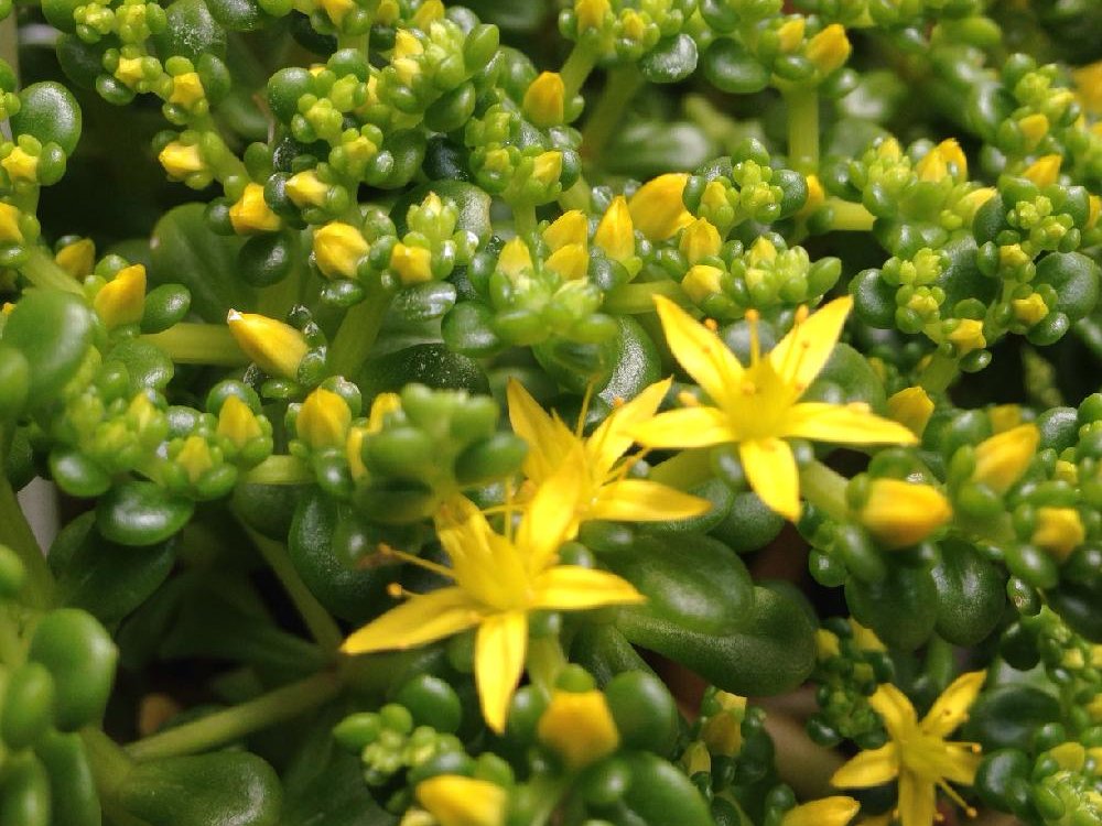 マルバマンネングサ(丸葉万年草)　黄色い花