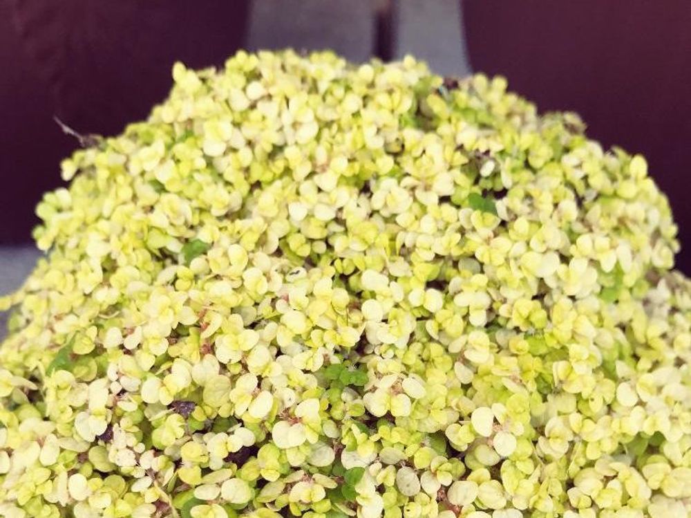 マルバマンネングサ(丸葉万年草)　鉢植え