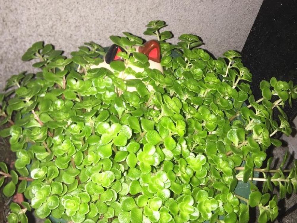 マルバマンネングサ(丸葉万年草)　プランター　夜