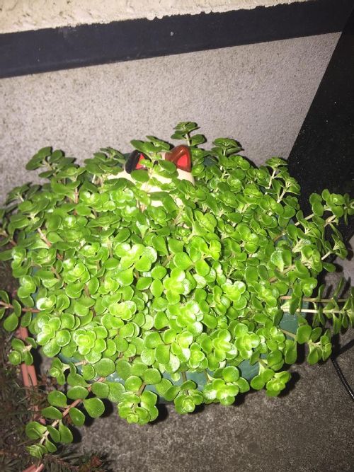マルバマンネングサ 丸葉万年草 の育て方 育て方のコツは Greensnap グリーンスナップ