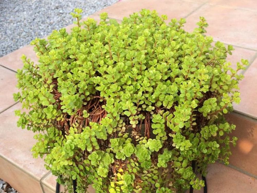 マルバマンネングサ(丸葉万年草)　鉢植え