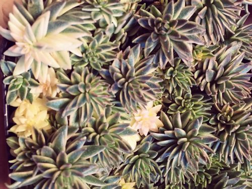 メキシコマンネングサの育て方｜植え付けや植え替えの時期は 
