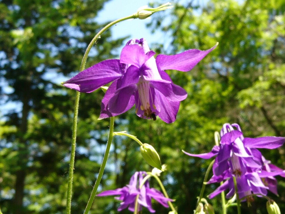 オダマキ　紫の花　青空