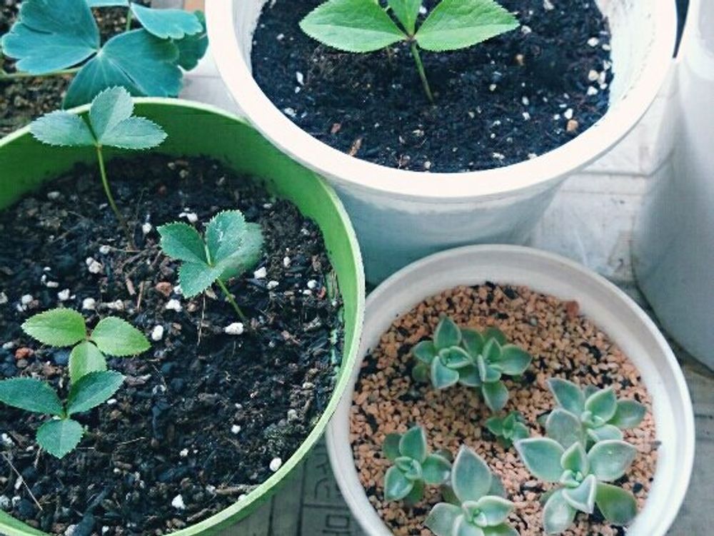 オダマキ　鉢植え