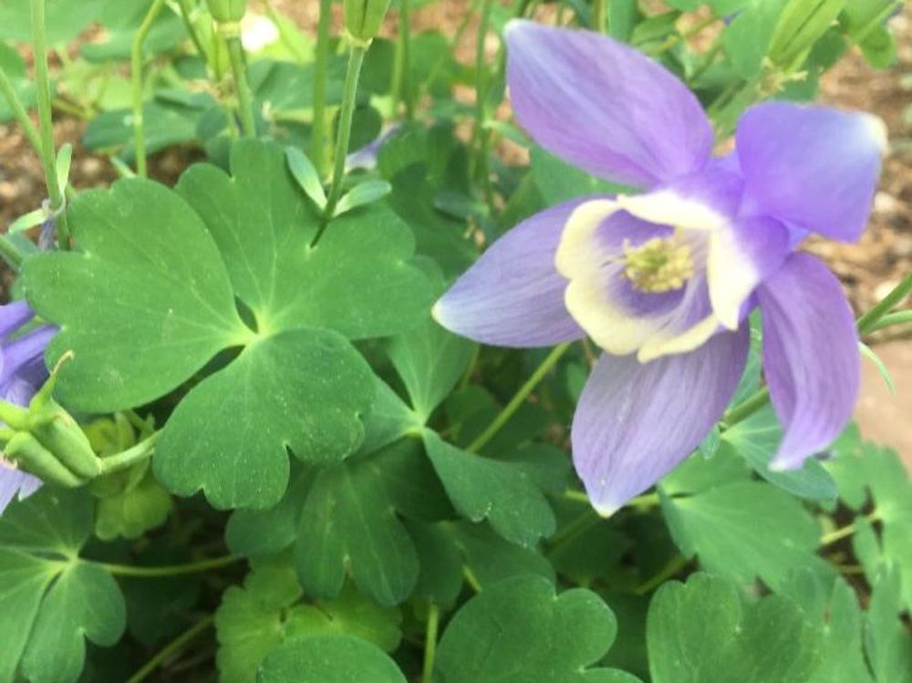 オダマキ　紫色の花