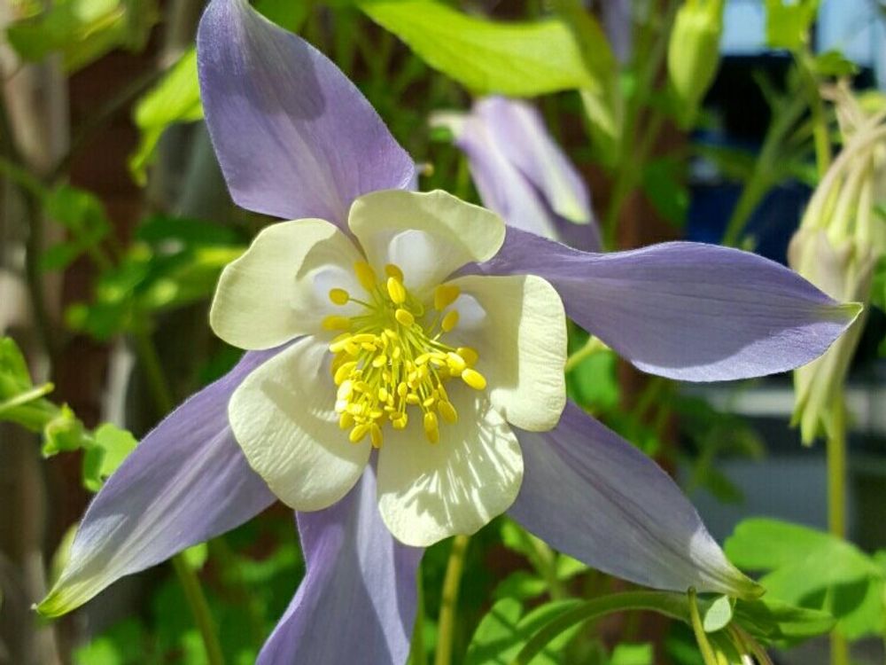 オダマキ　花　日差し