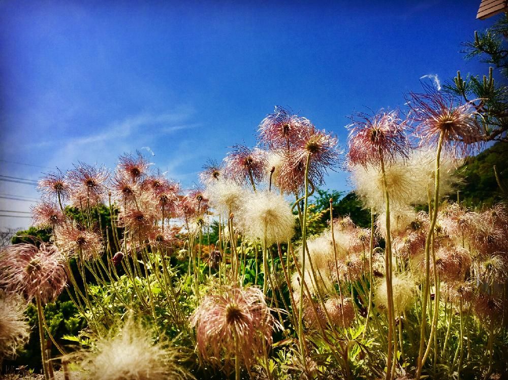 オキナグサ(翁草)　青空