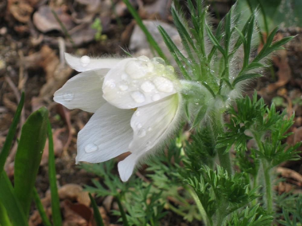 オキナグサ(翁草)　白い花　水滴