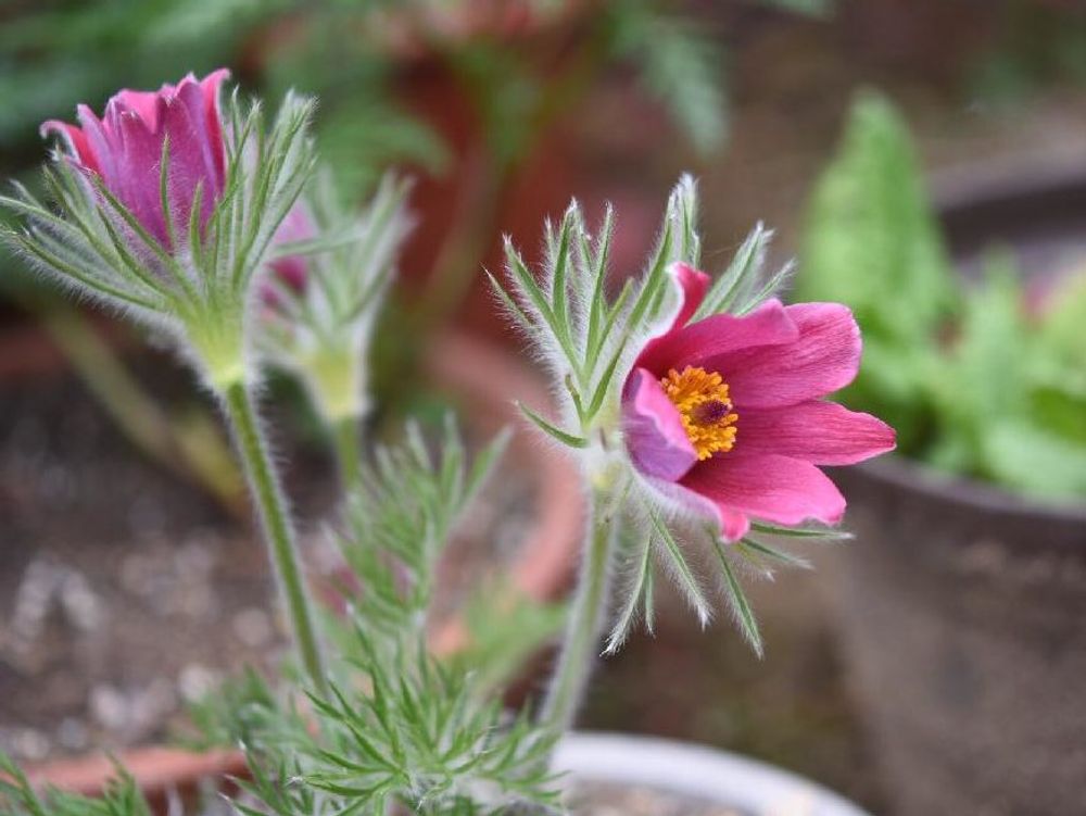 オキナグサ(翁草)　ピンク色の花