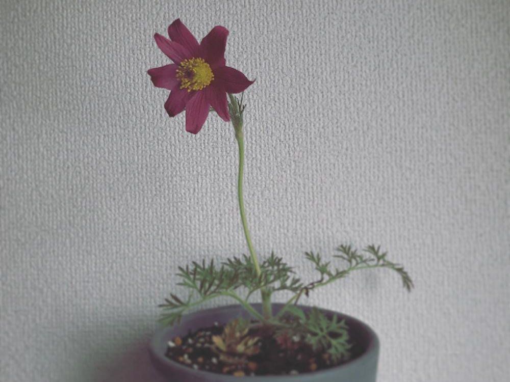 オキナグサ(翁草)　鉢植え　ピンク色の花　屋内