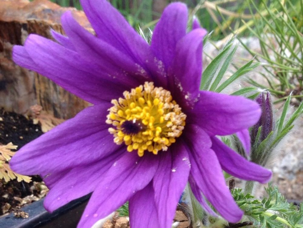 オキナグサ(翁草)　紫色の花