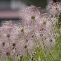 オキナグサの育て方｜鉢植えの置き場所は？増やし方や冬越しを解説の画像