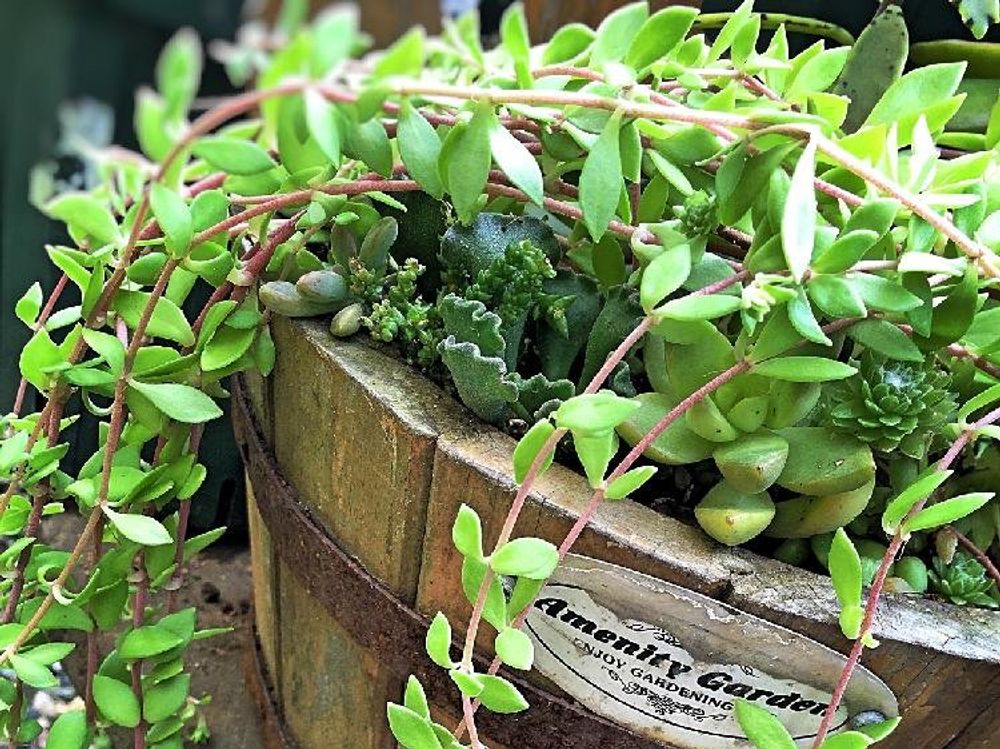 ツルマンネングサ(蔓万年草)　寄植え