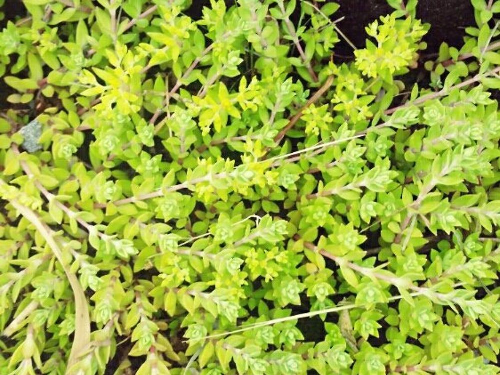 ツルマンネングサ(蔓万年草)　葉