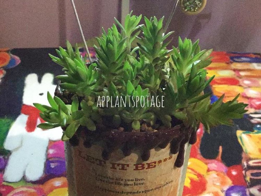 ツルマンネングサ(蔓万年草)　鉢植え