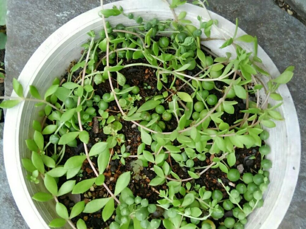 ツルマンネングサ(蔓万年草)　鉢植え