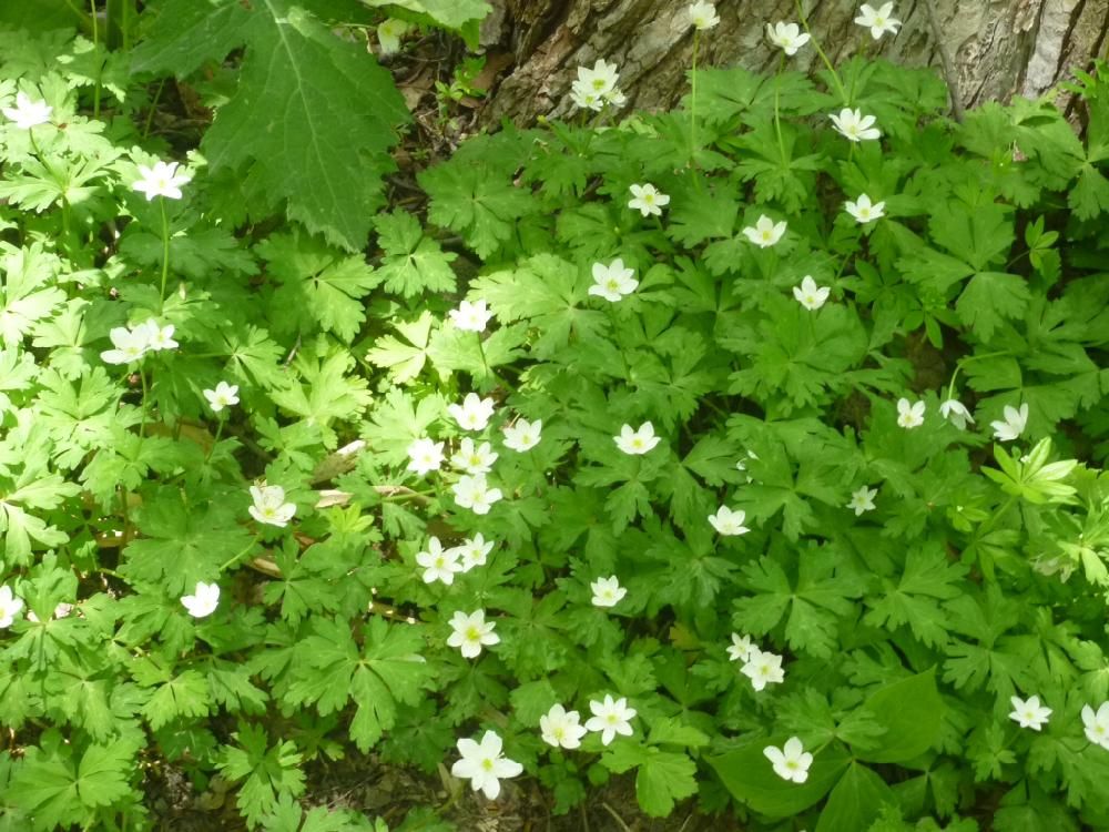 二輪草(ニリンソウ)　地植え　白い花