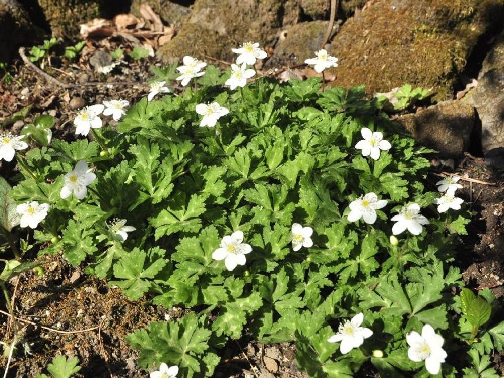 二輪草(ニリンソウ)　地植え　白い花