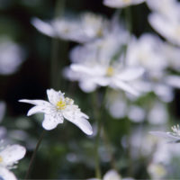 二輪草(ニリンソウ)の育て方｜栽培や収穫時の注意点とは？の画像