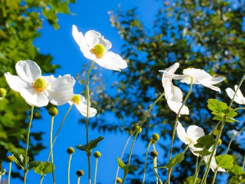 シュウメイギク 秋明菊 の育て方 植え付け時期や栽培適所は Greensnap グリーンスナップ