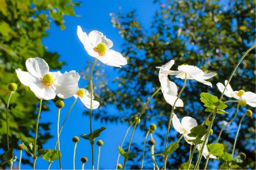 シュウメイギク 秋明菊 の育て方 植え付け時期や栽培適所は Greensnap グリーンスナップ