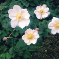 シュウメイギク(秋明菊)の育て方｜植え付け時期や栽培適所は？の画像