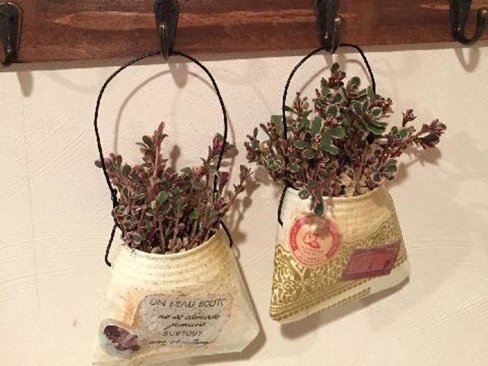 コーカサスキリンソウ　インテリアプランツ