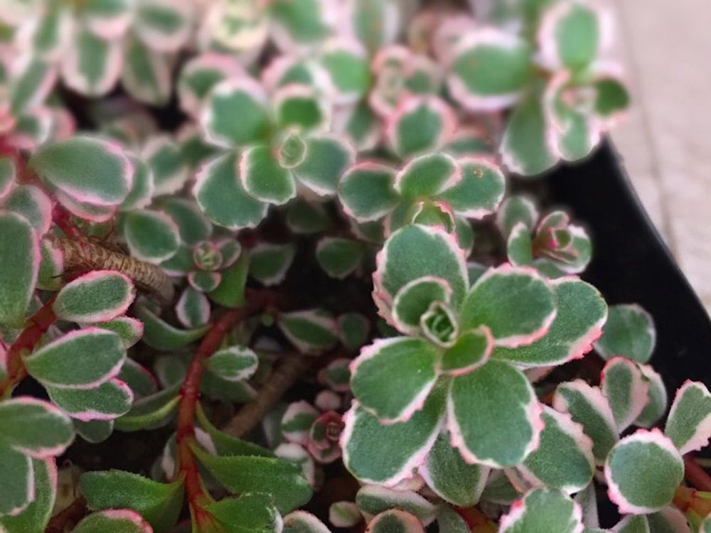 コーカサスキリンソウ　鉢植え